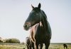 Are horses an anachronism in the Book of Mormon? Have pre-Columbian horses been discovered in America?