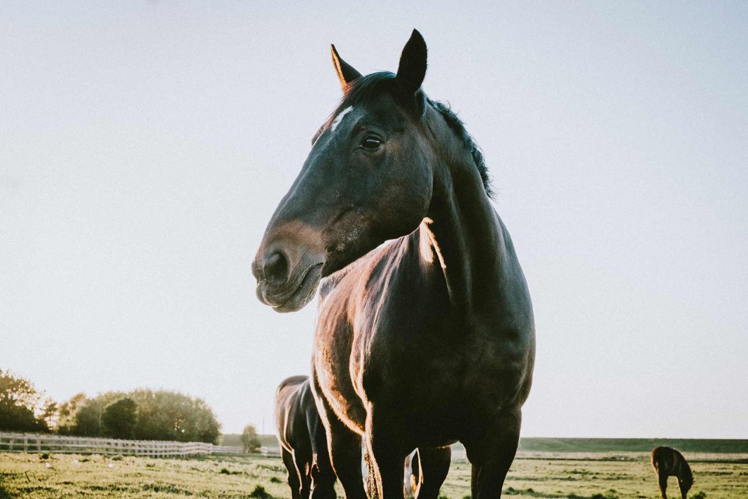 Are horses an anachronism in the Book of Mormon? Have pre-Columbian horses been discovered in America?